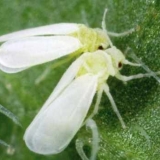 Štetočine jagoda i njihova kontrola